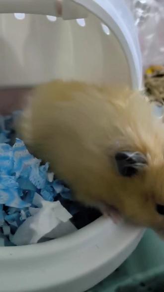 鼠鼠我呀,也是吃上瓜子了#仓鼠 #金丝熊