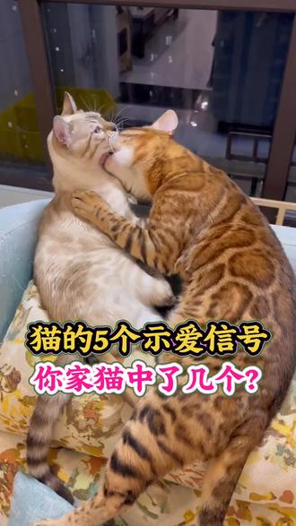 5个被误解的示爱信号,读懂猫它真的很爱你#新手养猫#养猫养猫经验#猫咪#猫咪爱你的表现