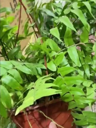 绿色心情,从这些绿植开始,快来和我一起养眼吧!#绿植#室内绿植#治愈生活#庭院种植@DOU+小助手