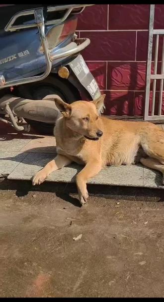 情人节当天凭分手截图可以找我领火鸡面#情人节