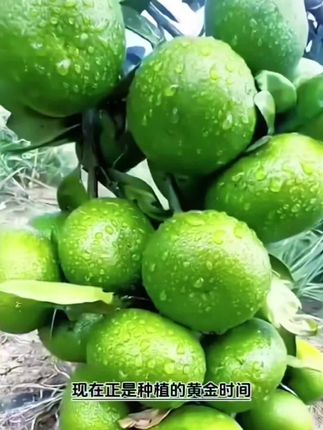 #优质种苗 #新品种青皮蜜桔树苗 #橘子 #橘子树苗#果树种植