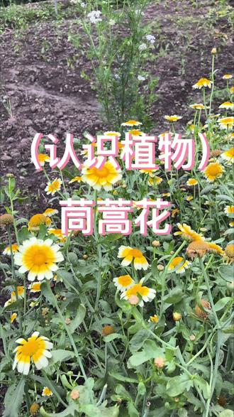 茼蒿菜的花,好看着呢,用来当鲜切花非常不错。#植物介绍 #植物 #植物百科#植物科普