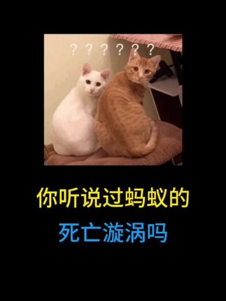 你知道蚂蚁的死亡漩涡吗? #有趣的知识又增长了 #涨知识 #冷知识