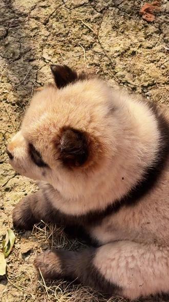 贴脸开大了,我真的是熊猫🐼#动物随手拍 #熊猫界顶流