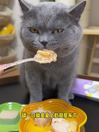 再也不担心小猫咪挑食不吃饭咯! #科学养宠攻略 #萌宠出道计划 #萌宠好物