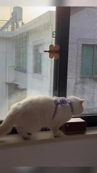 家里有娃有猫咪的,推拉门,窗户,衣柜都可以按一个,避免发生意外情况 #母婴好物 #推拉门锁扣 #养猫人 #猫咪的日常 #居家好物