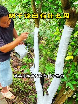 降温之后就要开始给家里的树干涂白,#树干涂白 可不光是为了好看#果树涂白 可以预防主干流胶和避免虫子在树干里越冬产卵#树干涂白剂 冬天下雪的时候还能起到一个很好的保暖防冻的作用#树干涂白的作用