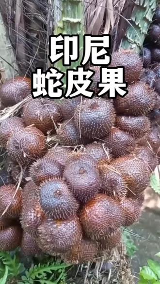 印尼蛇皮果:不同产地品种的蛇皮果差异比较大,但印尼蛇皮果算是比较独特的存在。#植物科普 #一日一植物 #蛇皮果