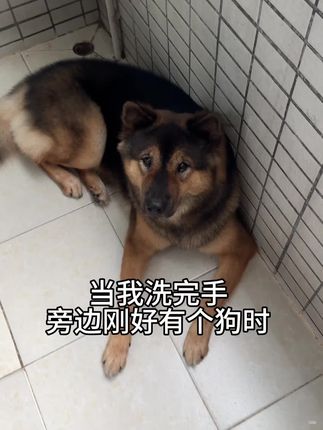 #狗狗 #萌宠出道计划 #中华田园犬 #养狗的乐趣