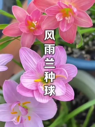 一颗风雨兰种球,不大,却憋着股劲儿。 埋进土里,不用太费心。浇点水,让根须慢慢扎稳。它不怕等,也不怕偶尔的怠慢。 等一场雨来,或者某个清晨推开窗,就见花茎猛地窜出来,顶上托着一两朵花。粉的、白的、带点条纹的,薄薄的花瓣张着,像刚醒的小太阳,清清爽爽。 不用指望它开成花海,可就是这零星的、突然的绽放,最让人记挂。阳台的角落,小院的边边,有它在,就总藏着点小惊喜。 一颗球,种下去,等花开,年复一年。简单,却踏实。#无限回购的宝藏单品 #爱生活爱养花 #花卉绿植 #好看的花一定要分享给你 #风雨兰