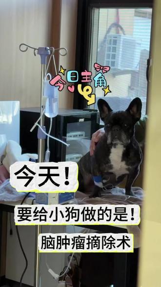 斗牛脑肿瘤 主人驱车从彩云之南奔赴北京派仕佳德,千里奔波只为寻求获取小孩的一线生机!本地束手无策的抽搐症状,经姚院精准诊断为脑部肿瘤,依托顶尖神经外科技术+国际先进设备,手术顺利,住院恢复良好,已返程✨#狗狗 #脑肿瘤 #斗牛犬