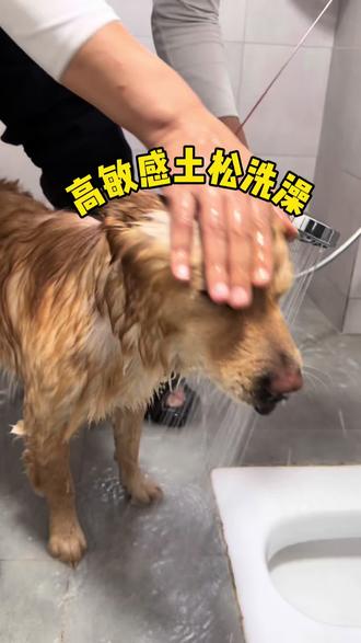高敏感土松洗澡
快两岁的奇奇平时都在宠物店洗澡,据说给它洗澡的它都会龇牙,过年店里都放假了,决定自己给奇奇洗澡,出乎意料的很乖,原来是一只缺乏安全感的小狗🐶#宠物洗澡 #宠物日常 #土松