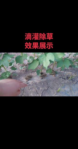 滴灌除草效果好#棉花除草剂效果 #棉花种植技术 #棉花除草 #三农 #三农流量扶持计划