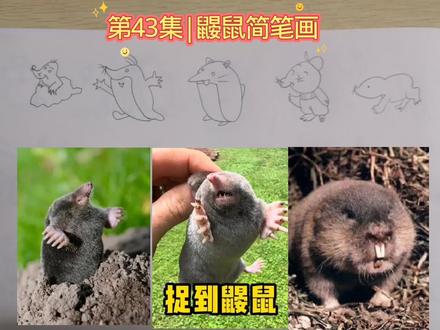 第43集|鼹鼠简笔画,超简单,一学就会 #画画 #动物 #简笔画教程 #真实经验分享计划 #有趣的知识又增长了