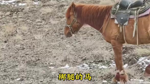 绑腿的马,套角的牛,栓绳的猫,讲台旁的学生,都是有原因的,可谓是,皮裤套棉裤,必定有缘故。#被绑腿的马 #绑腿的马 #栓绳的猫 #猫 #萌宠物出道