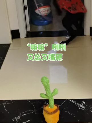 狗子解闷神器,消耗狗子精力,吸引狗子注意力,又怂又爱玩儿#仙人掌学说话#逗狗神器 #宠物用品推荐 #好玩儿有趣#家有宠物
