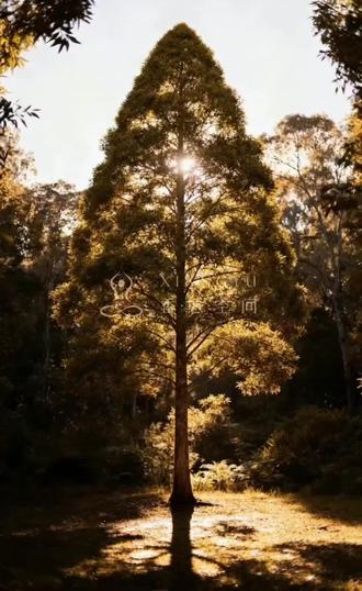 檀香是檀香科檀香属植物,具有极高的经济和药用价值。以下是关于它的详细介绍:
• 形态特征:檀香是半寄生常绿小乔木,高约10米。枝圆柱状,小枝淡绿色。叶椭圆状卵形,边缘波状。三歧聚伞式圆锥花序腋生或顶生,花被淡绿色,核果成熟时深紫红色至紫黑色。花期5-6月,果期7-9月。
• 生长习性:檀香是喜光植物,喜湿热气候,适合在酸性红壤和黄壤中生长,且土壤应疏松、排水良好。它是根半寄生植物,主要通过根部吸盘从寄主植物中获得营养。
• 分布范围:原产于印度、斯里兰卡和印度尼西亚,现在中国南部、马来西亚、澳大利亚北部等地均有分布或种植。
• 主要价值:檀香心材含芳香精油,是配制高级香水、香精必备的基础定香剂。其树干边材是雕刻良材,枝条是制香原料。同时,檀香心材是名贵中药,具有行气温中,开胃止痛的功效。
• 保护现状:由于全球对檀香产品的高需求,导致其被过度采伐,2018年檀香被世界自然保护联盟评估为易危物种。#精油#芳香疗法