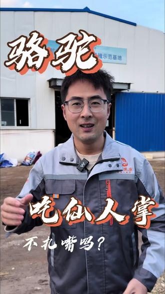 骆驼为什么能吃仙人掌#骆驼吃仙人掌 #一般人不告诉他 #骆驼 #神奇动物在抖音 #科普冷知识