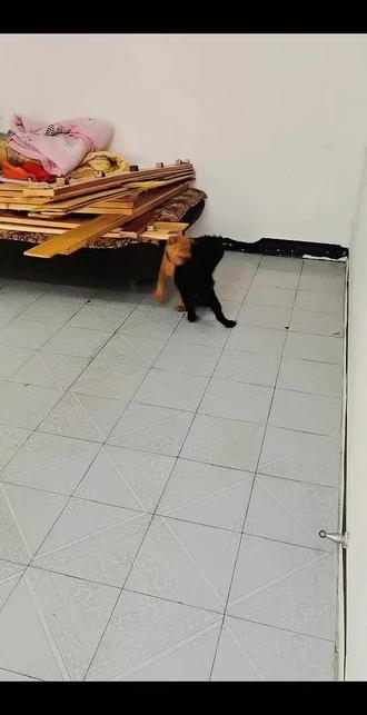 #五黑对战五红#五红五黑谁厉害? 大虎小时候干仗,看看哪个强? #五黑对战五红