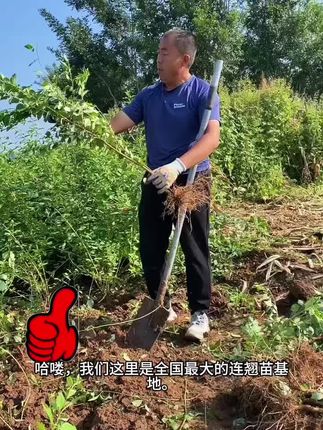 #农业种植 #原创视频 科研5号连翘苗,连翘苗产地直销,连翘苗规格不同