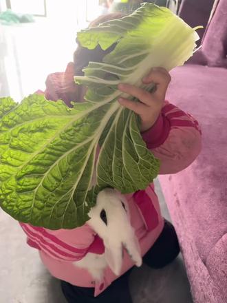 熊孩子放假了,小动物们的噩梦开始了