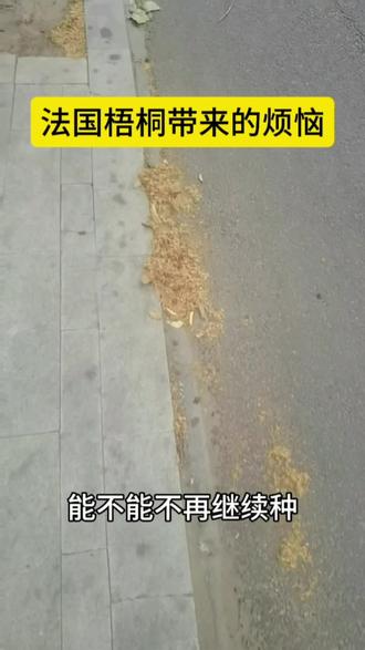 法国梧桐带来的烦恼 #郑州 #绿化 #梧桐树 #伤害 #建议