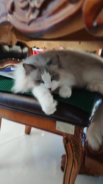 哎呀,这哪来的骚福瑞呀?