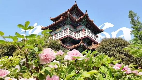 唯有牡丹甲天下 花开时节动京城#带你走进画里 #牡丹
