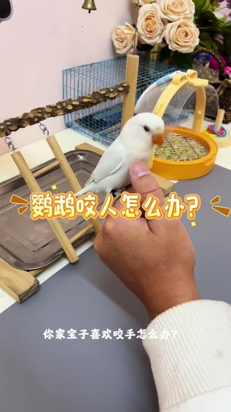 解决鹦鹉咬人最有用的方法#牡丹鹦鹉 #训鸟 #手养鹦鹉 #松石伊莎