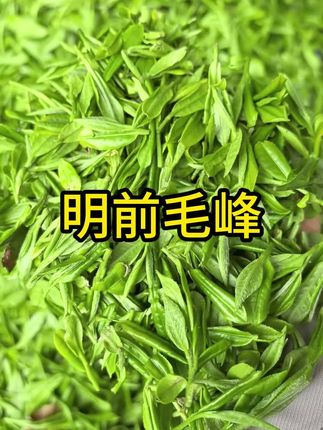 明前早期玉露,标准一芽一叶,口感鲜爽,回甘十足#绿茶#源头实力厂家