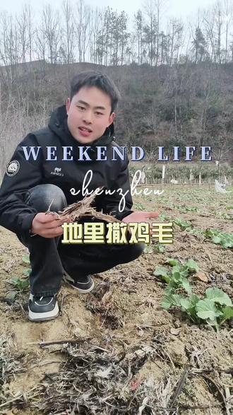 #真实生活分享计划 你知道吗?在田间撒上鸡毛也能起到驱鸟的作用! #三农 #自然科普 #禹油35