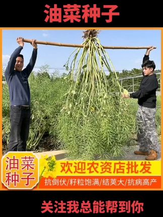 华油567花黄油菜种子#华油567花黄油菜种子#华油567优质油菜种子 #农作物种子#农作物高产种植方法