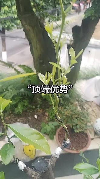 掌握植物特性,有利于创作!