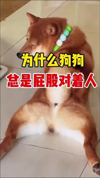 为什么狗狗总是屁股对着人?