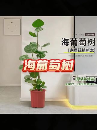 #海葡萄树 #海葡萄绿植 #绿植花卉 #家庭种植 #花卉植物 【海葡萄】绿植室内大型绿植去甲醛客厅大型植物盆栽