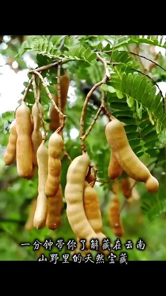 #云南#特产#我为家乡代言 #云南美食 #甜酸角
甜酸角好吃 酸角汁 更是一绝哦!