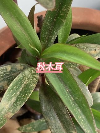 #秋木耳#秋木耳推荐#秋木耳干货
