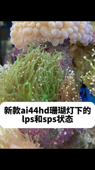 ai44hd珊瑚灯使用更新 lps珊瑚的一些状态说明
