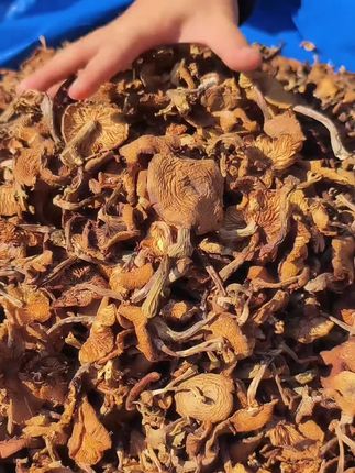 这道炒蘑菇给我两个老婆都不和他换# 蘑菇 # 榛蘑