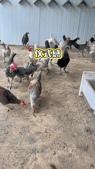 鹊山鸡,又名鹊山鸡苗,是一种优质的肉鸡品种,原产于中国。它的体型较大,肉质鲜美,营养丰富,深受消费者喜爱。鹊山鸡的羽毛颜色多样,有黑色、白色、黄色等,眼睛呈红色,脚和喙呈黄色。鹊山鸡的生长速度较快,抗病能力强,适应性强,是农村家庭养殖的理想品种。