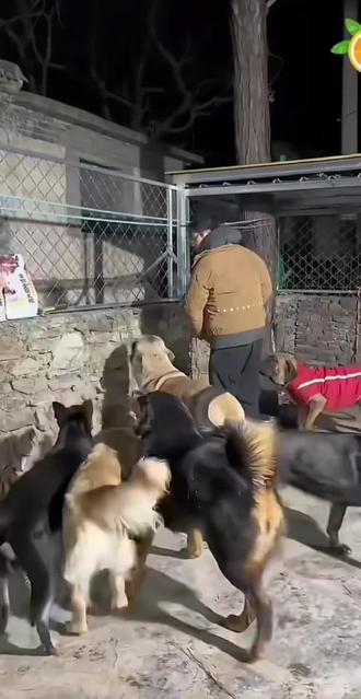 今天的依旧是AI无法代替的骏良😎
#骏良#骏良的狗
来源:骏良小助理
截取了两个小片段