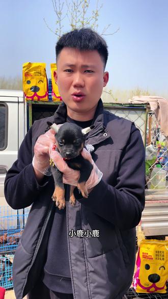 #小鹿犬#茶杯犬#小型犬 小鹿小鹿,发财之路