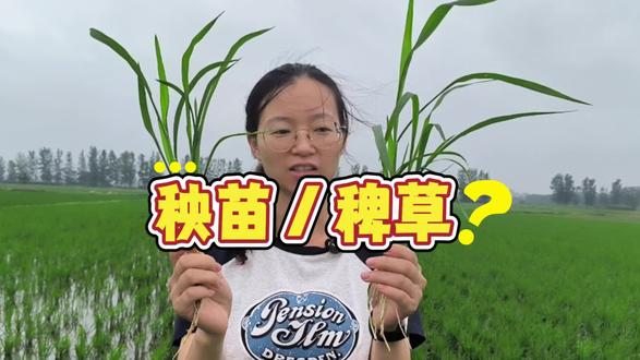 一眼辨别水稻秧苗/稗草 别薅错秧苗!3招快速区分水稻与稗草!#水稻种植#水稻除草#秧苗#稗草