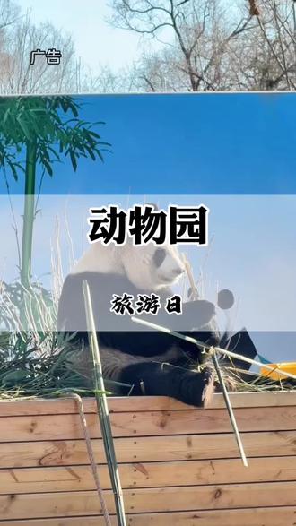 动物园终于出这么狠的活动了#动物园 #大熊猫 #秦皇岛 #秦皇岛旅游 #旅游日