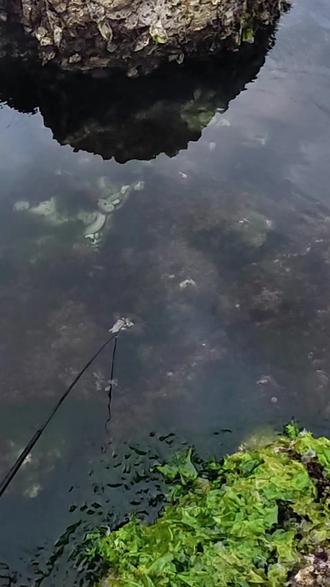 新手抓螃蟹小妙招 6.3日带粉丝烟台赶海抓螃蟹,看新手如何更简单的抓到螃蟹#抓螃蟹 #赶海 #赶海生活 #赶海赶海赶海啦 #钓螃蟹