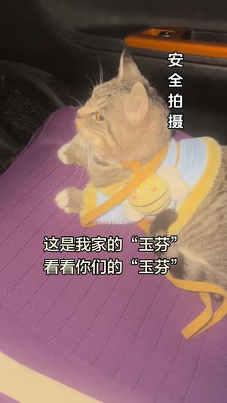 看看你们的“玉芬”#晒出你的猫 #萌宠出道计划#谁家小狗这么会享受呀#上热门 @DOU+上热门