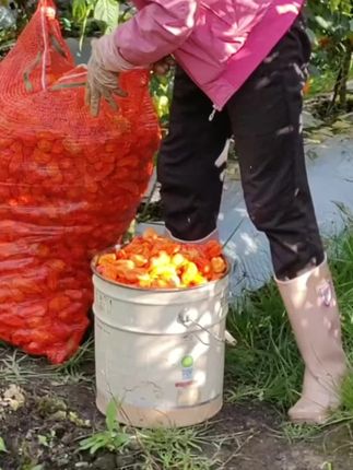 辣椒病全治辣椒病专用药辣椒病毒病卷叶病黄叶炭疽疫病杀菌剂#农业种植 #农资肥料#增产增收#辣椒种植#农作物养护