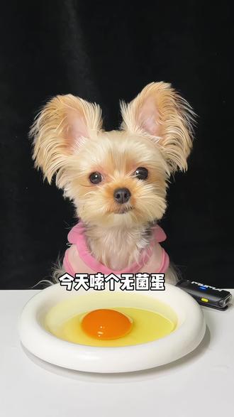 今天嗦个无菌蛋🥚#约克夏 #沉浸式吃饭 #吃饭嘎嘎香 #解压