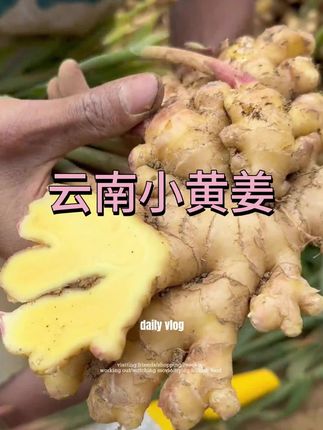 老品种小黄姜#新鲜老姜 #现挖现发 #姜 #生姜 #云南小黄姜