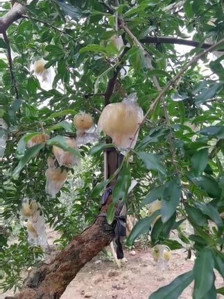 正宗怀远石榴,白花玉石籽,需要的下方链接。假一罚万。#新鲜采摘 #应季水果 #优质水果 #农产品 #优质农产品